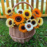 Double Cape Daisy Mixed Colors Seeds – Venidium fastuosum 'Zulu Prince', Long Blooming, Perfect for Pots & Cut Flowers