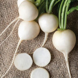 White Cherry Radish Hybrid Seeds – Fast Growing, Bolt Resistant, Crisp Flesh