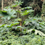 Rice Paper Plant Seeds – Tetrapanax papyrifer, Chinese Rice Paper Tree, Dual-Purpose for Medicine & Ornamental Landscape