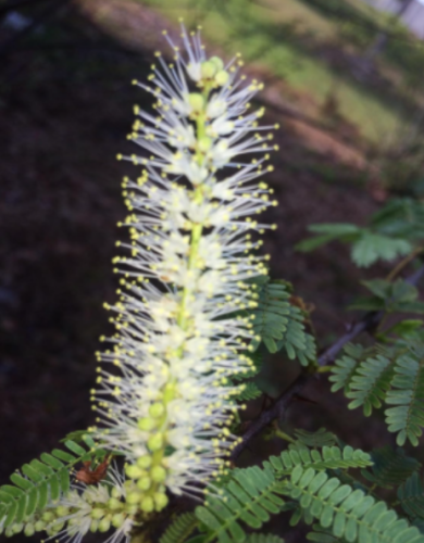 Mimosa Tenuiflora White Flower Tree Seeds, Thorny Tropical Ornamental Shrub For Yard Landscape Planting