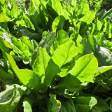 Broad Leaf Sorrel Seeds – Rumex acetosa, French Culinary Herb, Tangy Lemony Flavor, Hardy Perennial, Easy to Grow