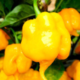 Yellow Carolina Reaper Pepper Seeds – Capsicum chinense, Superhot Chili, High-Yield & Ornamental Garden Plant