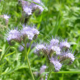 Lacy Phacelia Seeds - Phacelia tanacetifolia, Drought Tolerant Annual Wildflower