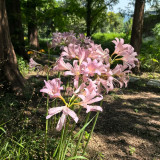 Sprenger's Surprise Lily Bulbs – Lycoris sprengeri | Easy to Grow, Fall Blooming, Hardy Perennial for Gardens & Containers