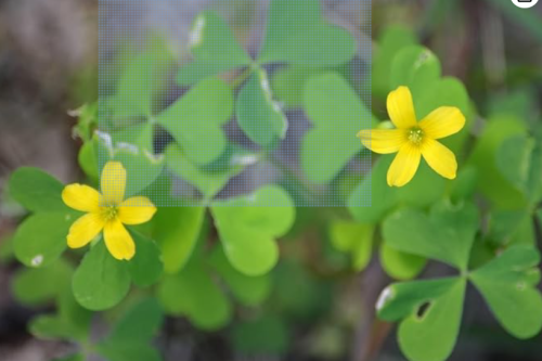 Wild Clean Oxalis Stricta Seeds, Yellow Wood Sorrel Lemon Sourgrass Native Wildflower For Ground Cover Pot & Border Planting