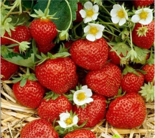 Ozark Beauty Everbearing XL Strawberry Bare Root Plants, Hardy Fruit Berry Growing For Garden Zones 4-9