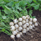 White Cherry Radish Hybrid Seeds – Fast Growing, Bolt Resistant, Crisp Flesh