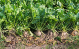 Non-GMO Sugar Beet Seeds, Multi-Purpose Fodder Beet For Homemade Sugar Making & Livestock Feed Planting