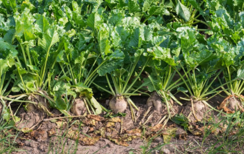 Non-GMO Sugar Beet Seeds, Multi-Purpose Fodder Beet For Homemade Sugar Making & Livestock Feed Planting