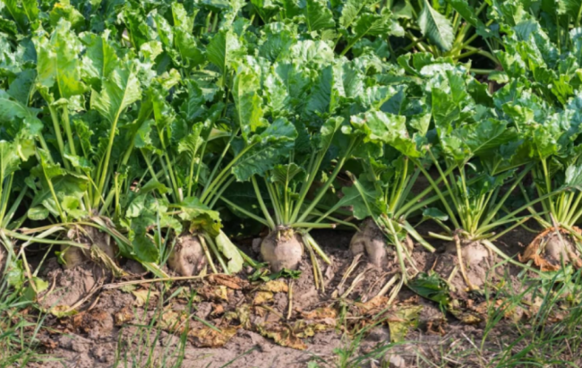 Non-GMO Sugar Beet Seeds, Multi-Purpose Fodder Beet For Homemade Sugar Making & Livestock Feed Planting
