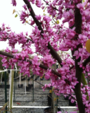 Eastern Redbud Live Young Trees Cercis Canadensis, 1-2 Year Old Deciduous Flowering Seedlings For Yard Landscape Planting