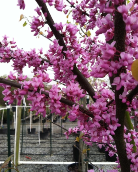 Eastern Redbud Live Young Trees Cercis Canadensis, 1-2 Year Old Deciduous Flowering Seedlings For Yard Landscape Planting