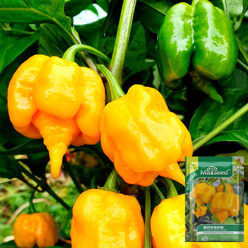 Yellow Carolina Reaper Pepper Seeds – Capsicum chinense, Superhot Chili, High-Yield & Ornamental Garden Plant