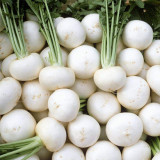 White Cherry Radish Hybrid Seeds – Fast Growing, Bolt Resistant, Crisp Flesh