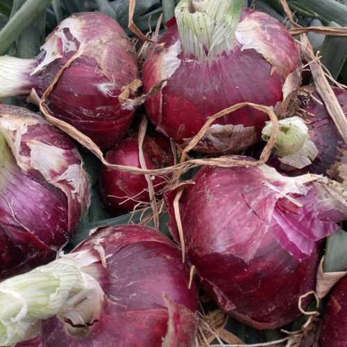 Zilu No.3 Purple Onion Seeds – Semi-tall Round Purple Onion, Cold Hardy, Easy to Grow, Great Taste