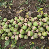 Xinlimei Radish Seeds | Raphanus sativus – Fresh-Eating, Purple Flesh, Crisp & Sweet