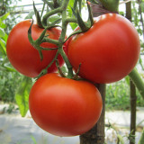 Venice F1-199 Tomato Seeds – Hybrid Variety, Early Maturing with Strong Vigour, High-Round Red Fruits, Crack-Resistant