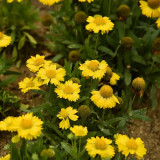 Perennial Gaillardia Seeds - Gaillardia aristata, Heat & Drought Tolerant, Long Blooming, Low Maintenance
