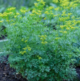 Common Rue Herb Seeds Ruta Graveolens, Aromatic Perennial Garden Potted Plant Seeds