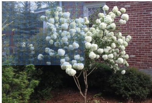 Viburnum Ichangense Seeds, Chinese Snowball Fast-Growing Ornamental Shrub for Garden Planting