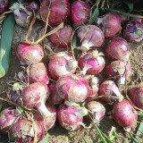 Zilu No.3 Purple Onion Seeds – Semi-tall Round Purple Onion, Cold Hardy, Easy to Grow, Great Taste