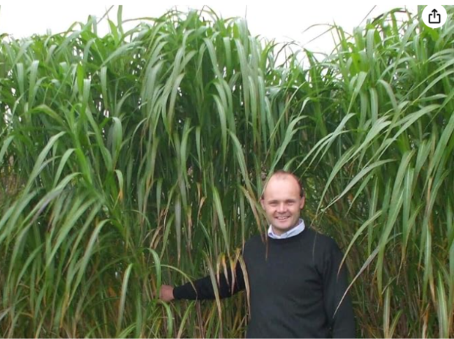 Giant Skyscraper Grass Seeds - Tallest Grass on The Earth