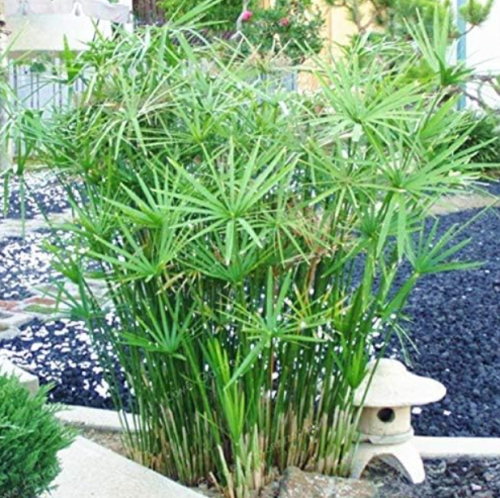 Cyperus Alternifolius Seeds, Umbrella Plant Ornamental Herb for Hydroponic & Potted Home Garden Decor