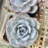Pure Snow Lotus Succulent Seeds | Echeveria laui, Original Thick White Powder Rosette Echeveria