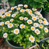 White Crystal Daisy Seeds – Mauranthemum paludosum, High Germination, Annual Biennial, Great for Borders & Landscapes
