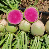 Xinlimei Radish Seeds | Raphanus sativus – Fresh-Eating, Purple Flesh, Crisp & Sweet