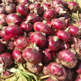 Zilu No.3 Purple Onion Seeds – Semi-tall Round Purple Onion, Cold Hardy, Easy to Grow, Great Taste