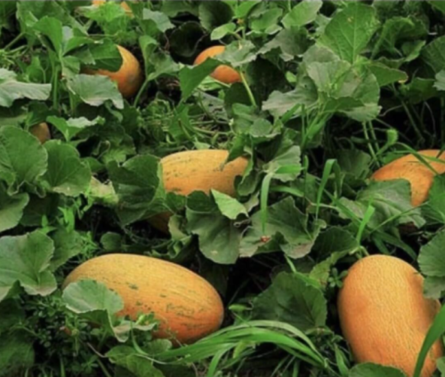 Organic Golden Hami Melon Seeds, Crisp Sweet Large Melon 4-6 Lbs for Home Garden Planting
