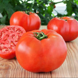 Venice F1-199 Tomato Seeds – Hybrid Variety, Early Maturing with Strong Vigour, High-Round Red Fruits, Crack-Resistant