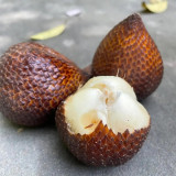 Salak Palm (Snake Fruit) Seeds | Salacca zalacca, Tropical Edible Fruit Palm Tree for Garden Planting