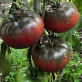 Black Krim Tomato Seeds – Heirloom Non-GMO Variety, Deep Purple-Black Fruits, Rich Complex Flavour, High-Yielding
