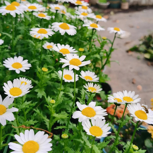 White Crystal Daisy Seeds – Mauranthemum paludosum, High Germination, Annual Biennial, Great for Borders & Landscapes