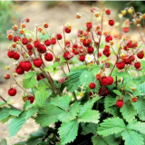 Red Woodland Wild Strawberry Seeds, Fragaria Vesca Edible Fruit