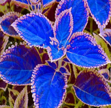 Russian Coleus Seeds Color Leaf Ornament Mini Potted Plant Home Garden Decor