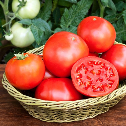 Venice F1-199 Tomato Seeds – Hybrid Variety, Early Maturing with Strong Vigour, High-Round Red Fruits, Crack-Resistant