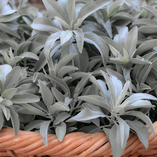 California White Sage Seeds - Salvia apiana, Aromatic Lamiaceae Perennial Shrub Herb for Landscape Decoration
