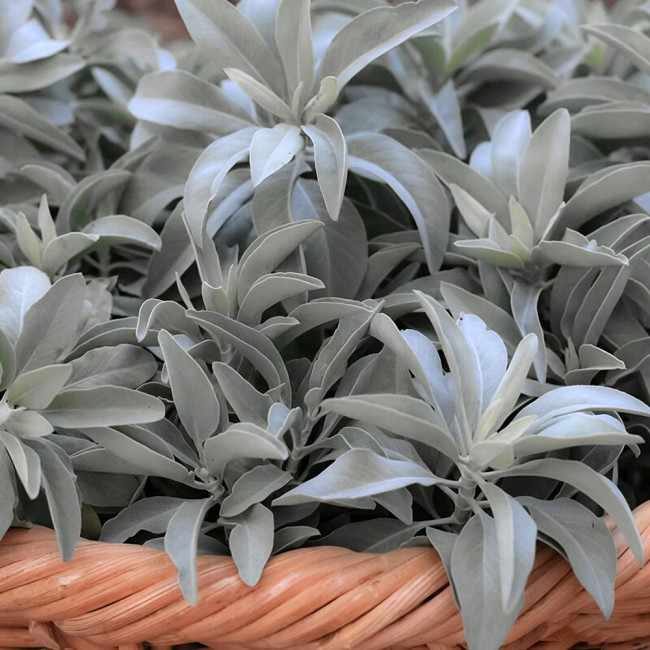California White Sage Seeds - Salvia apiana, Aromatic Lamiaceae Perennial Shrub Herb for Landscape Decoration