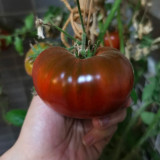 Black Krim Tomato Seeds – Heirloom Non-GMO Variety, Deep Purple-Black Fruits, Rich Complex Flavour, High-Yielding