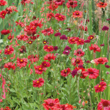 Perennial Gaillardia Seeds - Gaillardia aristata, Heat & Drought Tolerant, Long Blooming, Low Maintenance