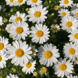 White Crystal Daisy Seeds – Mauranthemum paludosum, High Germination, Annual Biennial, Great for Borders & Landscapes
