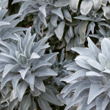 California White Sage Seeds - Salvia apiana, Aromatic Lamiaceae Perennial Shrub Herb for Landscape Decoration