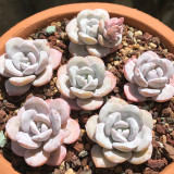 Pure Snow Lotus Succulent Seeds | Echeveria laui, Original Thick White Powder Rosette Echeveria