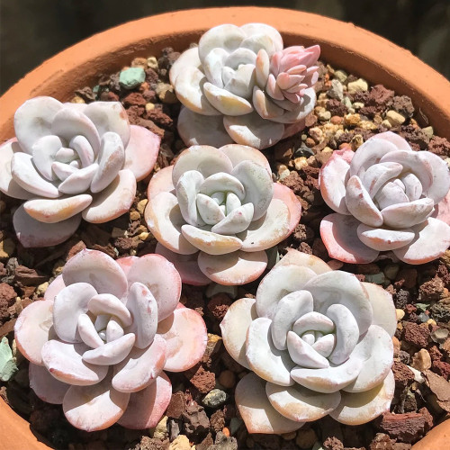 Pure Snow Lotus Succulent Seeds | Echeveria laui, Original Thick White Powder Rosette Echeveria