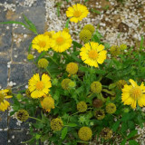Perennial Gaillardia Seeds - Gaillardia aristata, Heat & Drought Tolerant, Long Blooming, Low Maintenance