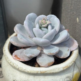 Pure Snow Lotus Succulent Seeds | Echeveria laui, Original Thick White Powder Rosette Echeveria