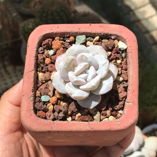Pure Snow Lotus Succulent Seeds | Echeveria laui, Original Thick White Powder Rosette Echeveria